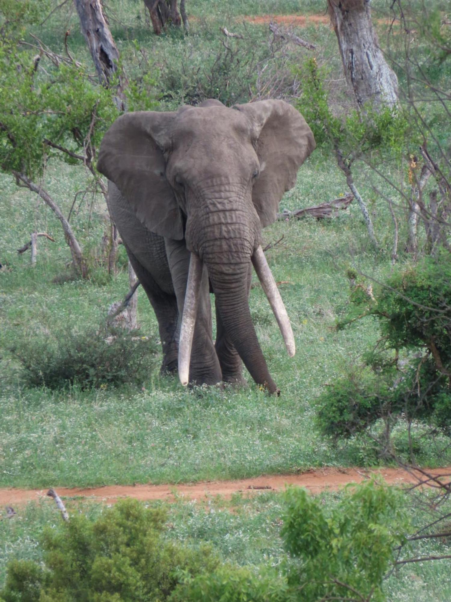 Naledi Lodges بالول جيم ريسيرف المظهر الخارجي الصورة