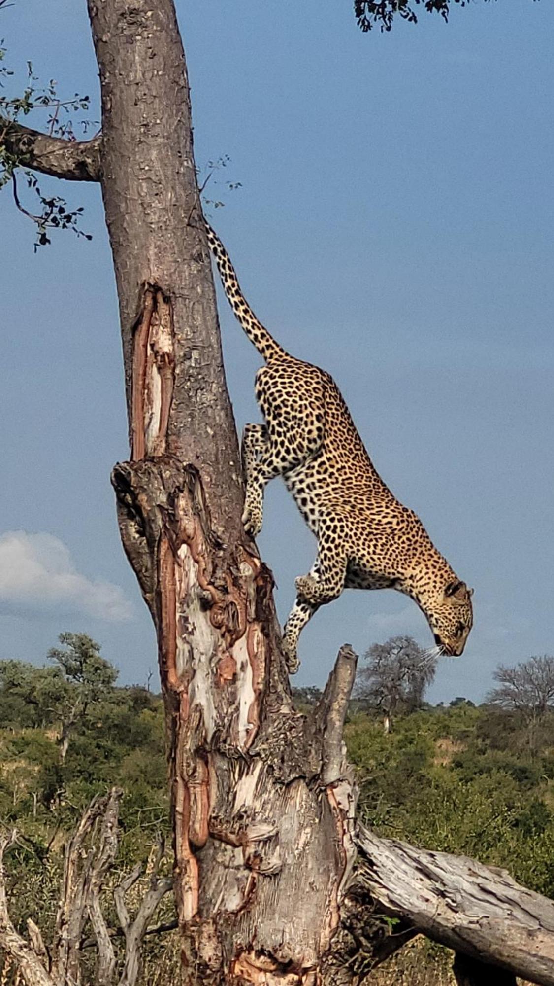 Naledi Lodges بالول جيم ريسيرف المظهر الخارجي الصورة