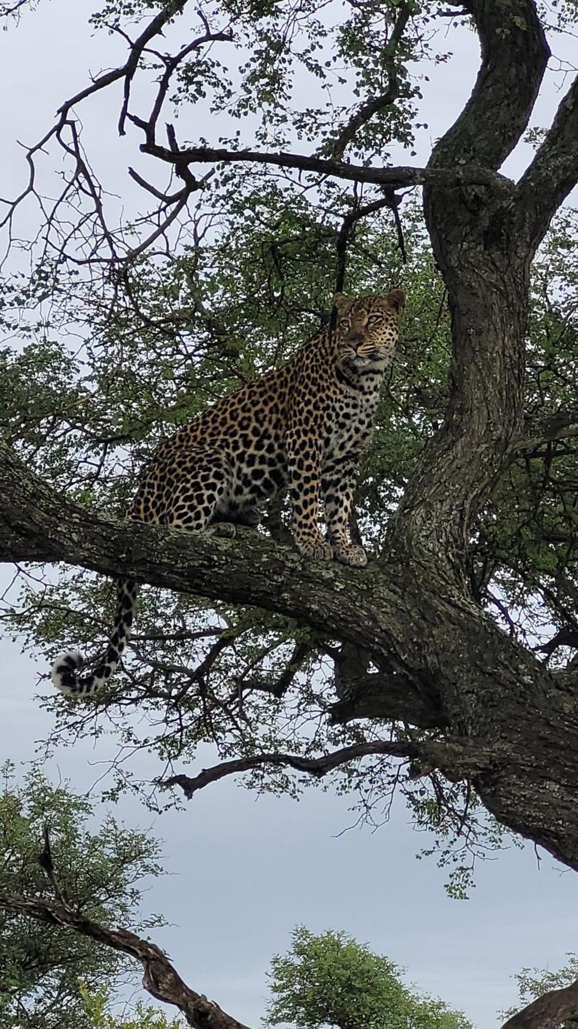 Naledi Lodges بالول جيم ريسيرف المظهر الخارجي الصورة