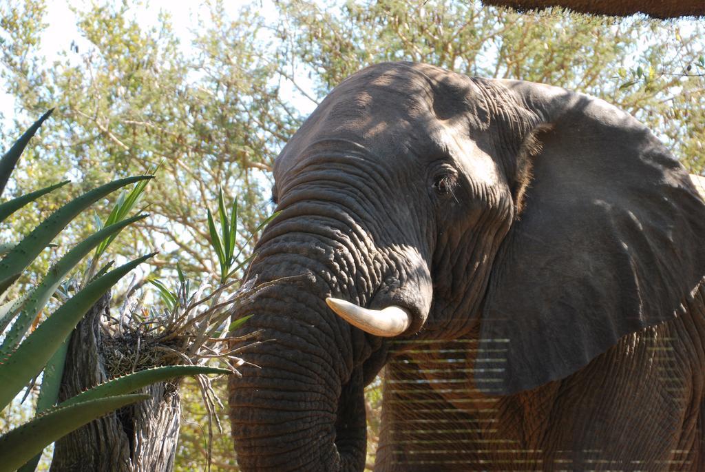 Naledi Lodges بالول جيم ريسيرف المظهر الخارجي الصورة
